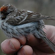 Fringilla o Carduelis